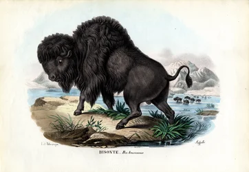Bisonte, 1863-79